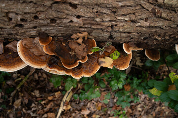 Fungi kingdom, macro photography of mushroom and mycelium in a forest 