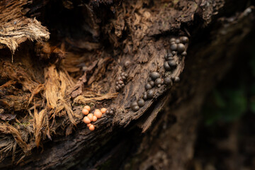 Fungi kingdom, macro photography of mushroom and mycelium in a forest 