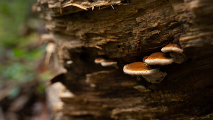 Fungi kingdom, macro photography of mushroom and mycelium in a forest 