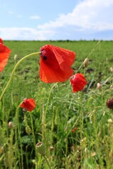 red poppy in the field