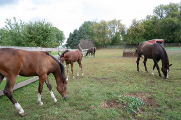 Obraz premium Beautiful horses in a farm in the countryside