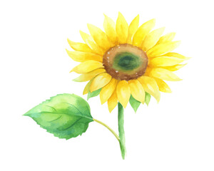 Watercolor Yellow Sunflower with Green Leaves Hand Painted vector illustration isolated on white background
