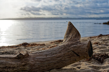 Weathered drift log on quiet wassersleben beach with seaweed and sun © Holger