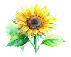 Fototapeta premium Watercolor Yellow Sunflower with Green Leaves Hand Painted vector illustration 