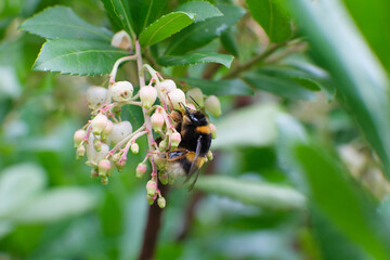 Close-up of a bumblebee collecting nectar from the blossoms of a strawberry tree (Arbutus unedo). The delicate bell-shaped flowers contrast with the fuzzy body of the bee