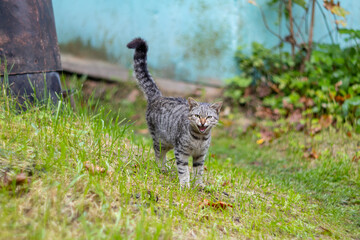 Angry Tabby Cat Hissing in Grass