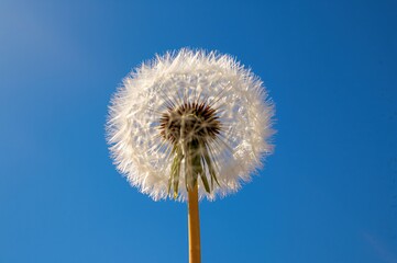 Fototapeta premium Bright backdrop featuring a dandelion