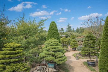Potted bonsai cypress trees in a nursery