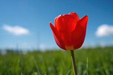 Obraz premium Close-up of a vibrant red tulip in bright sunlight