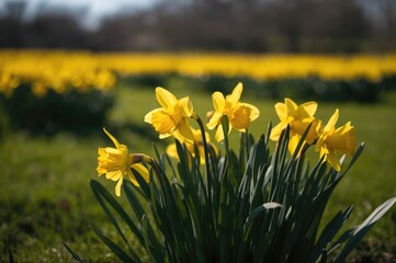 Obraz premium Close-up of yellow spring flowers