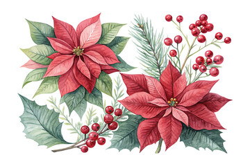 Watercolor Winter Poinsettia Christmas Flower with Red Berries  © Tanvir Rana