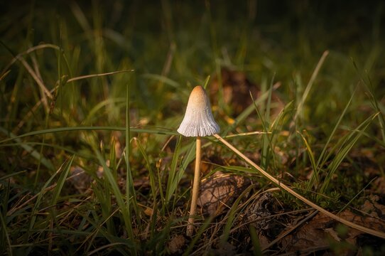 Typical Conocybe tenera found in grassy areas