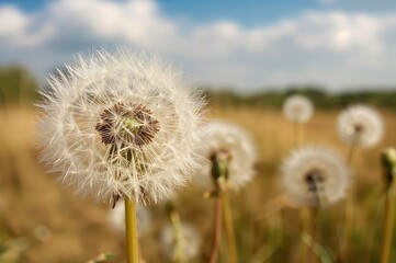 Naklejka premium Detailed view of fluffy white seed heads on dandelions