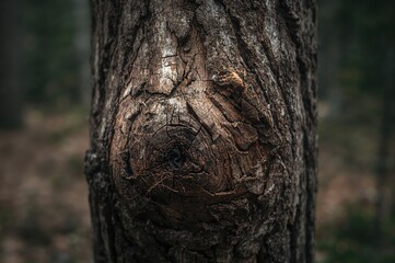 Fototapeta premium Close-up of Coarse Bark on Old Tree Trunk