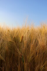 wheat field in the wind