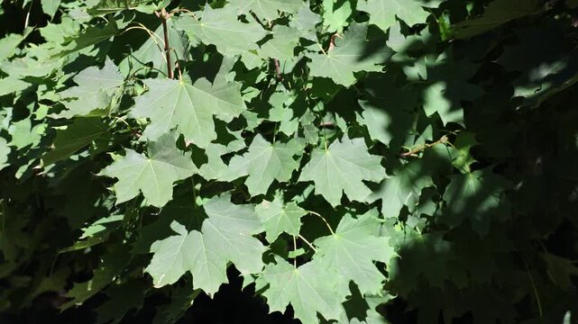 Green maple leaves sway gently in the summer breeze, creating a calming and natural atmosphere, perfect for backgrounds and nature-themed projects.