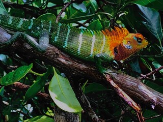 the beauty of nature