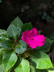 the beauty of nature