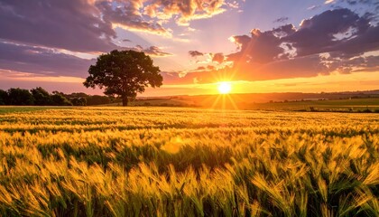 Obraz premium Serene Sunset Over Golden Wheat Field with Tree and Dramatic Sky
