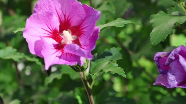 Close up of a vibrant purple rose of sharon flower with a red center, gently swaying in a summer garden, soft focus and natural lighting creates a serene atmosphere.