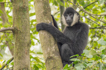 Curious White Cheeked Gibbon Monkey Climbing Tree Trunk in Lush Tropical Forest