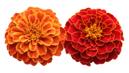 Vibrant orange and red marigold flowers close up against a isolated on transparent background
