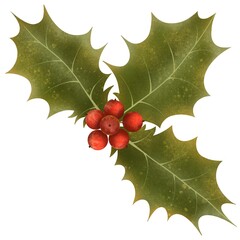 Hand drawn illustration on white background. Botanical illustration of Christmas holly with berries and leaves on a white background