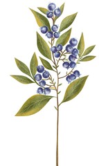 Hand drawn illustration on white background. Blueberries with leaves on a long stem on a white background