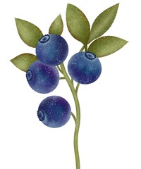 Hand drawn illustration on white background. Blueberries with leaves on a white background