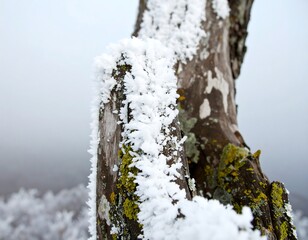 Frozen frost on a weathered tree branch