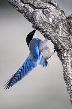 Iberian magpie on vertical trunk (Iberian magpie, Cyanopica cooki, rabilargo)