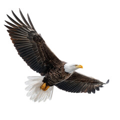 Obraz premium Bald eagle (Haliaeetus leucocephalus) in flight, side view