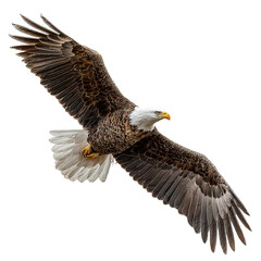 Fototapeta premium Bald eagle (Haliaeetus leucocephalus) in flight, side view