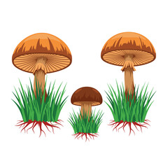 Three different sized mushrooms growing in green grass.