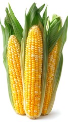 Obraz premium Freshly harvested sweet corn cobs bursting with vibrant yellow kernels and lush green husks, perfect for summer recipes and healthy eating inspiration.