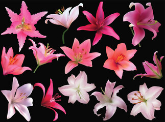fourteen pink lily blooms isolated on black