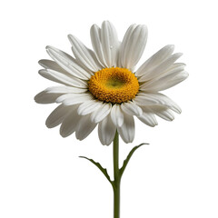 Fototapeta premium Single daisy isolated on transparent background with yellow center