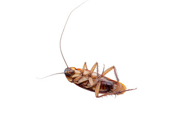 common american cockroach on isolated white background, full length side view with copy space.