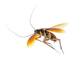 common american cockroach on isolated white background, full length side view with copy space.