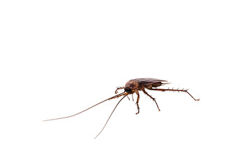 common american cockroach on isolated white background, full length side view with copy space.