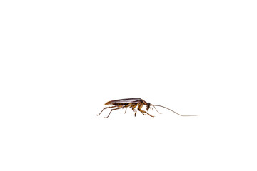 common american cockroach on isolated white background, full length side view with copy space.
