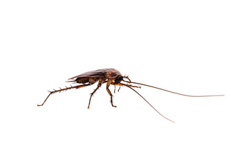 common american cockroach on isolated white background, full length side view with copy space.
