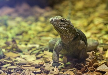 iguana in the zoo