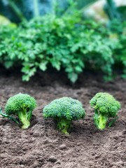 Organic broccoli growing in the garden