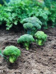 Organic broccoli growing in the garden
