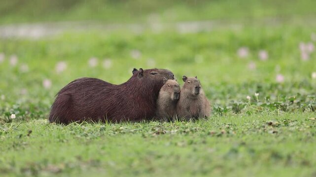 Capybara family in the Pantanal, Brazil