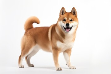 Adorable Shiba Inu posing on a white background