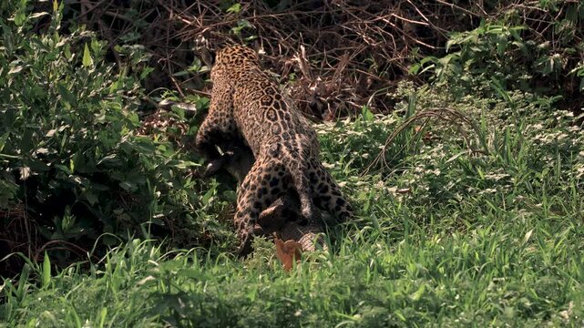 Jaguar hunting caiman in Brazil