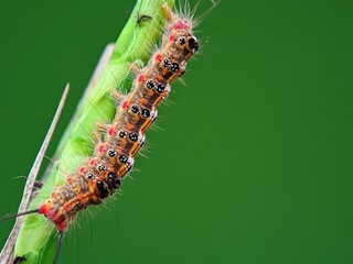 Macro of Lymantriinae Caterpillars in Grass: Colorful Plant Pests