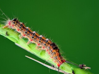 Hairy Moth Larvae on Green Stems: Macro Photography of Metamorphosis